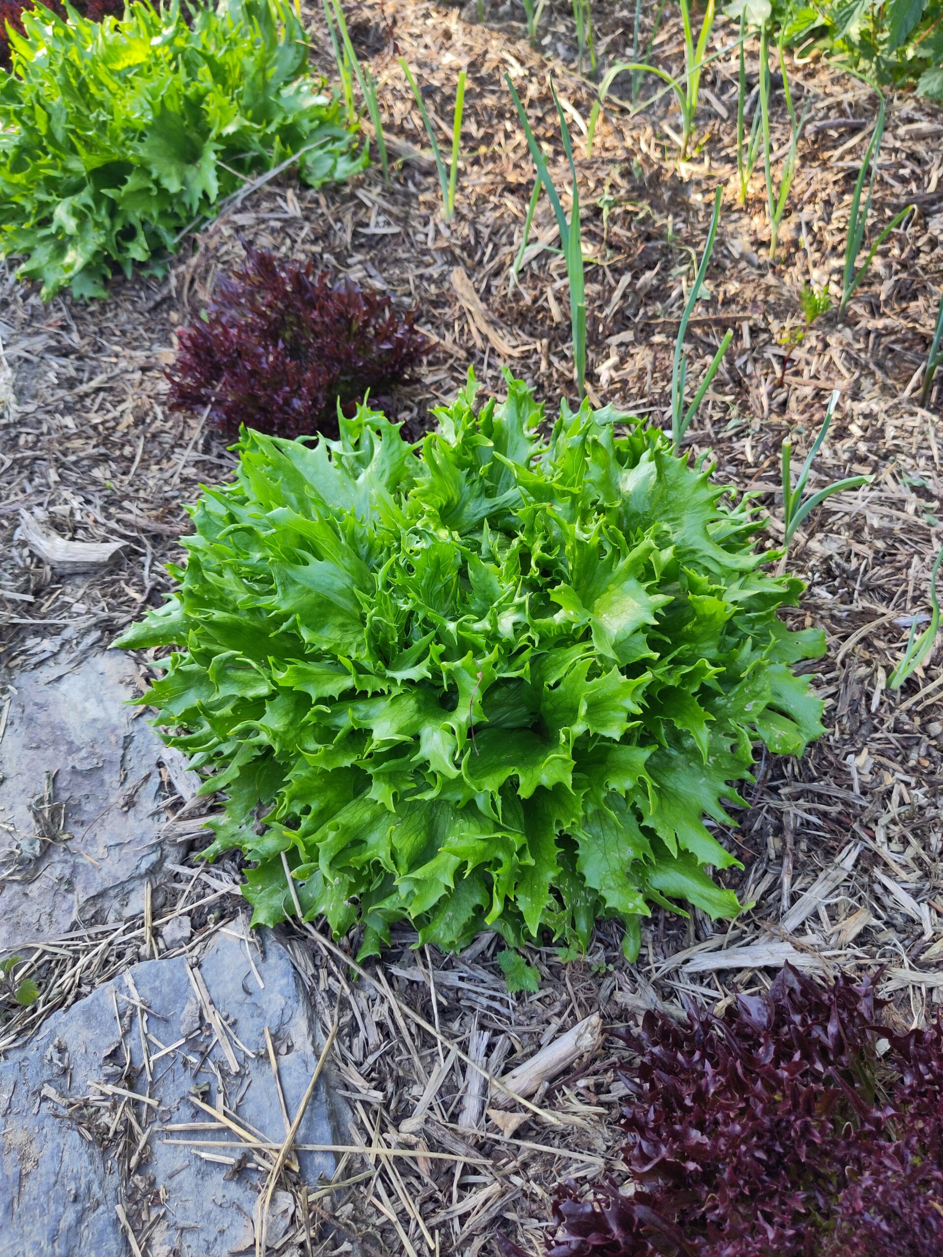 Une salade sauvage