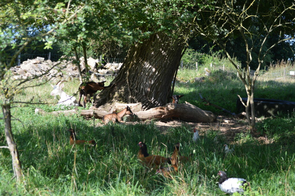 Les chèvres & les poules se reposent à l'ombre d'un chêne