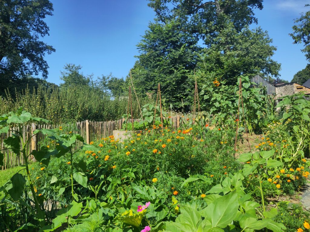 Vue du potager en plein soleil