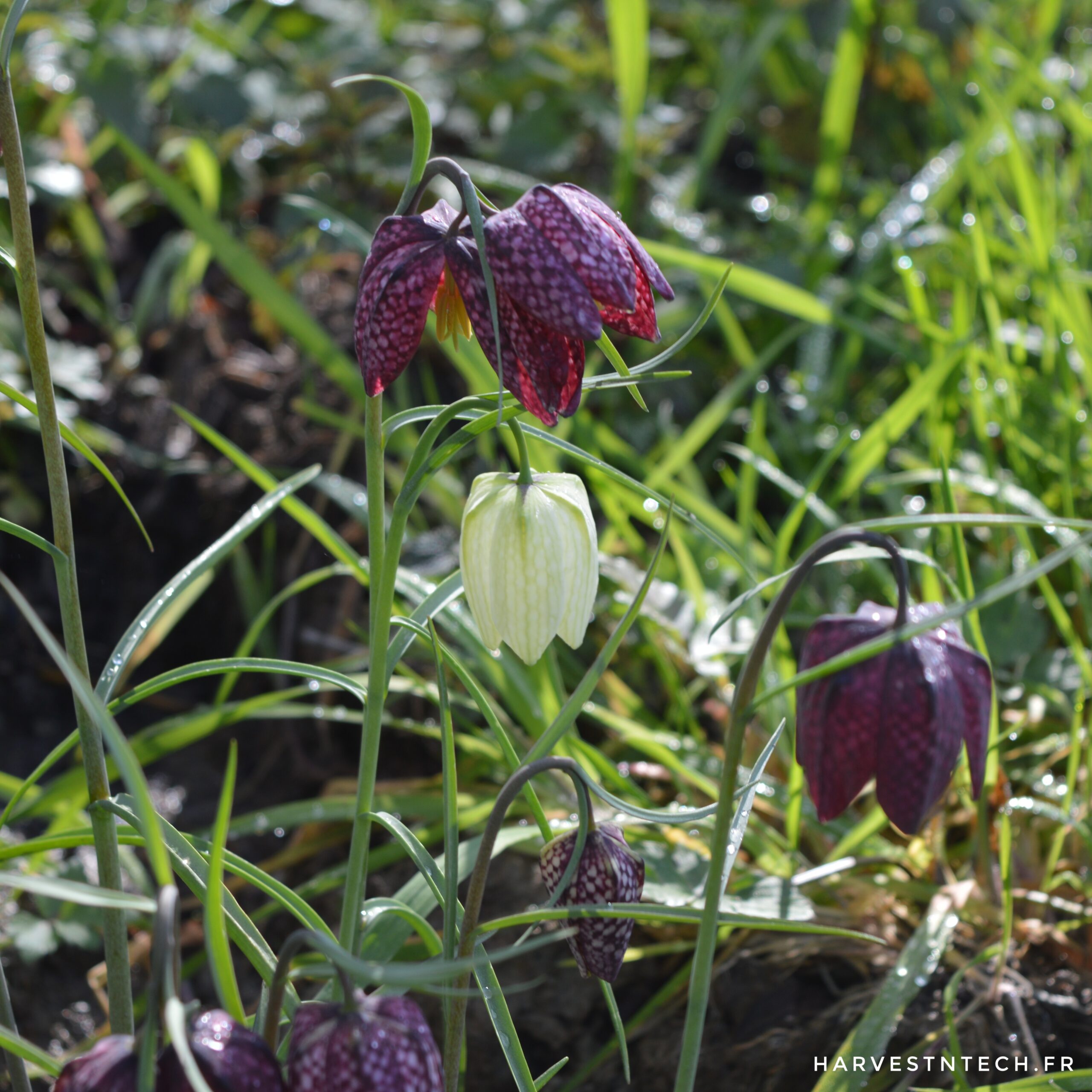 La permaculture bardoulaisienne