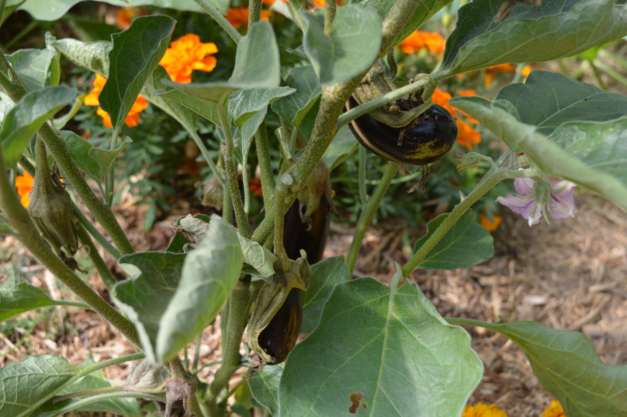 Aubergines