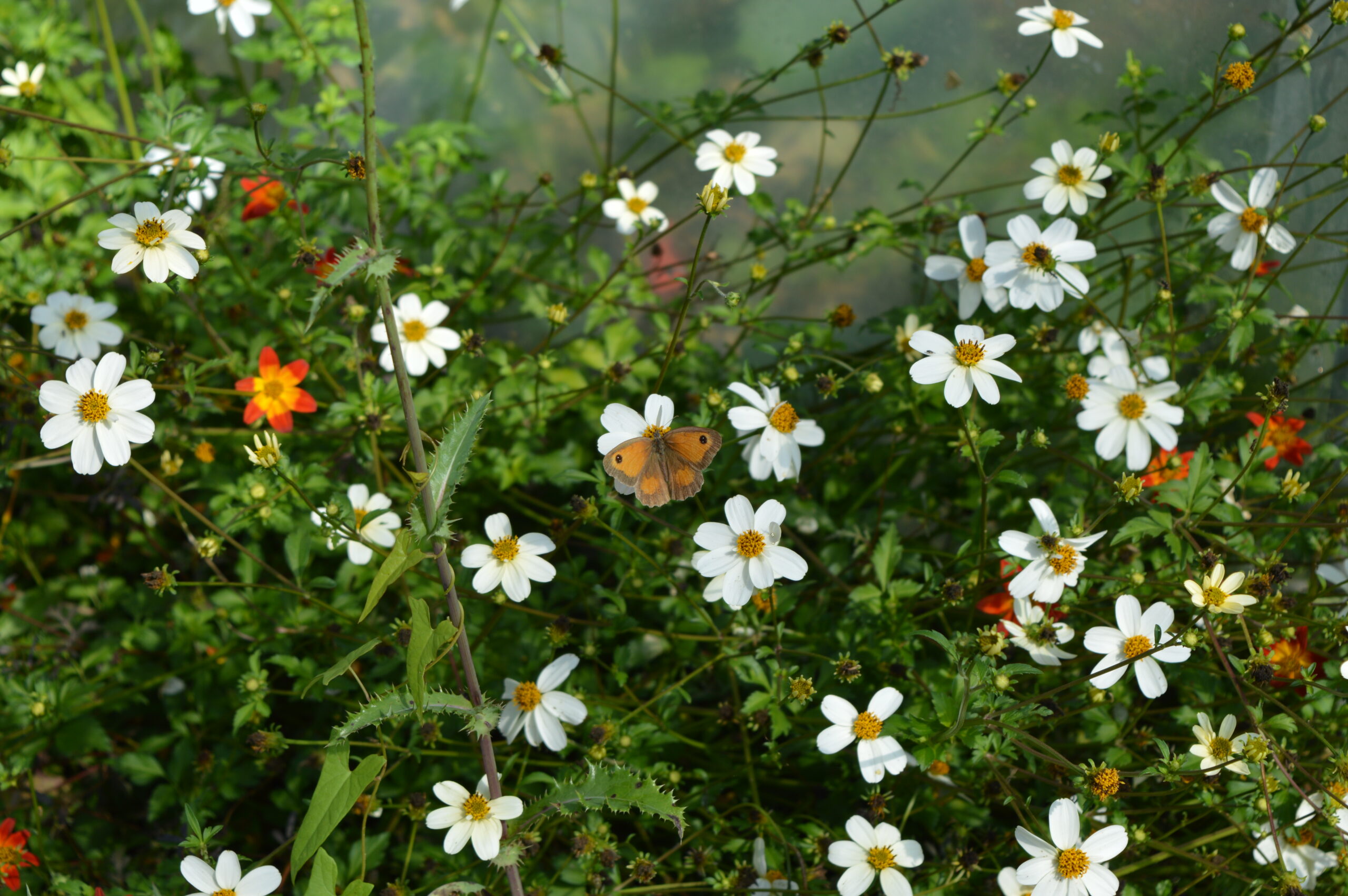 Bidens & papillon