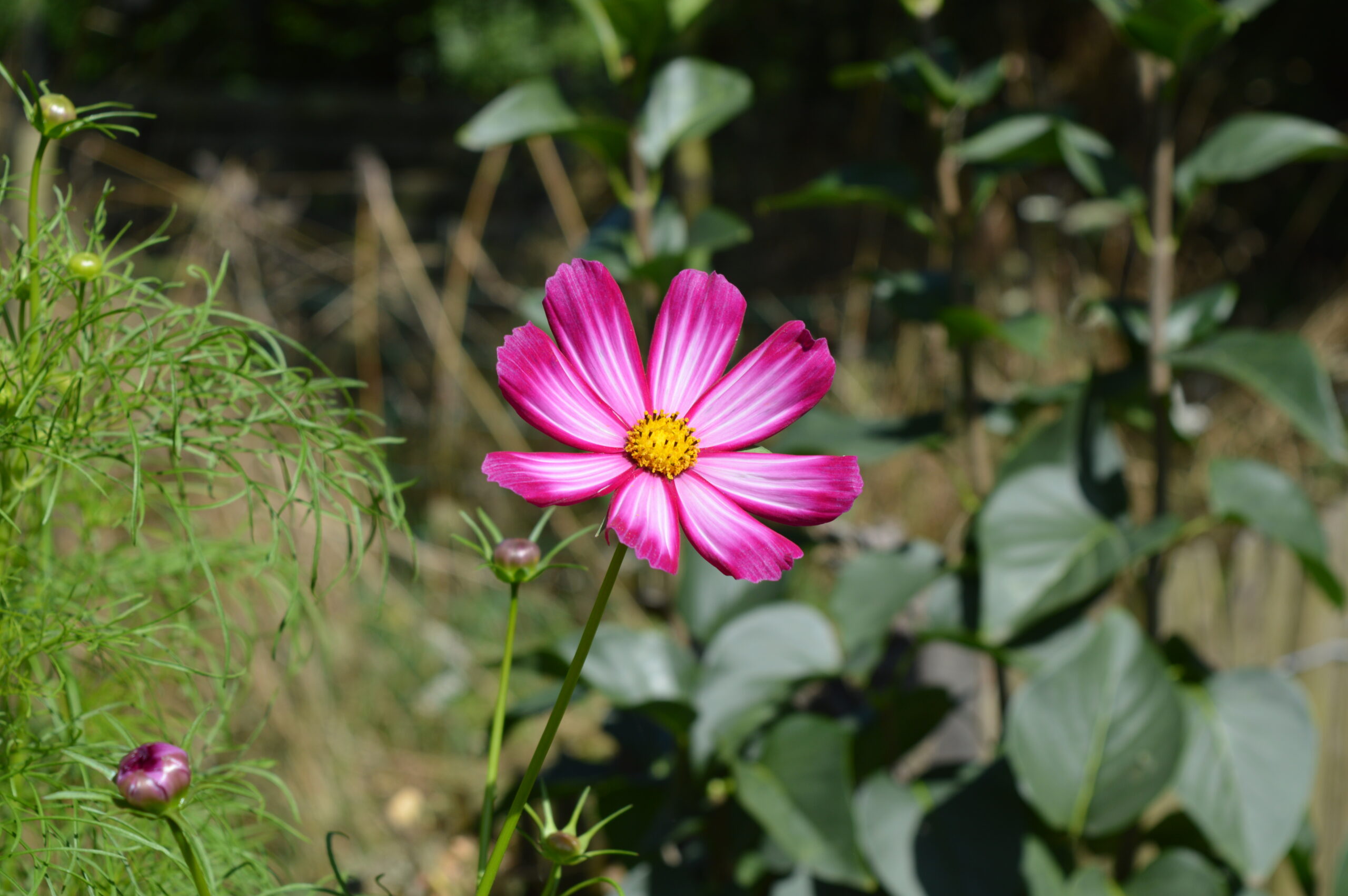 Cosmos rose & blanc