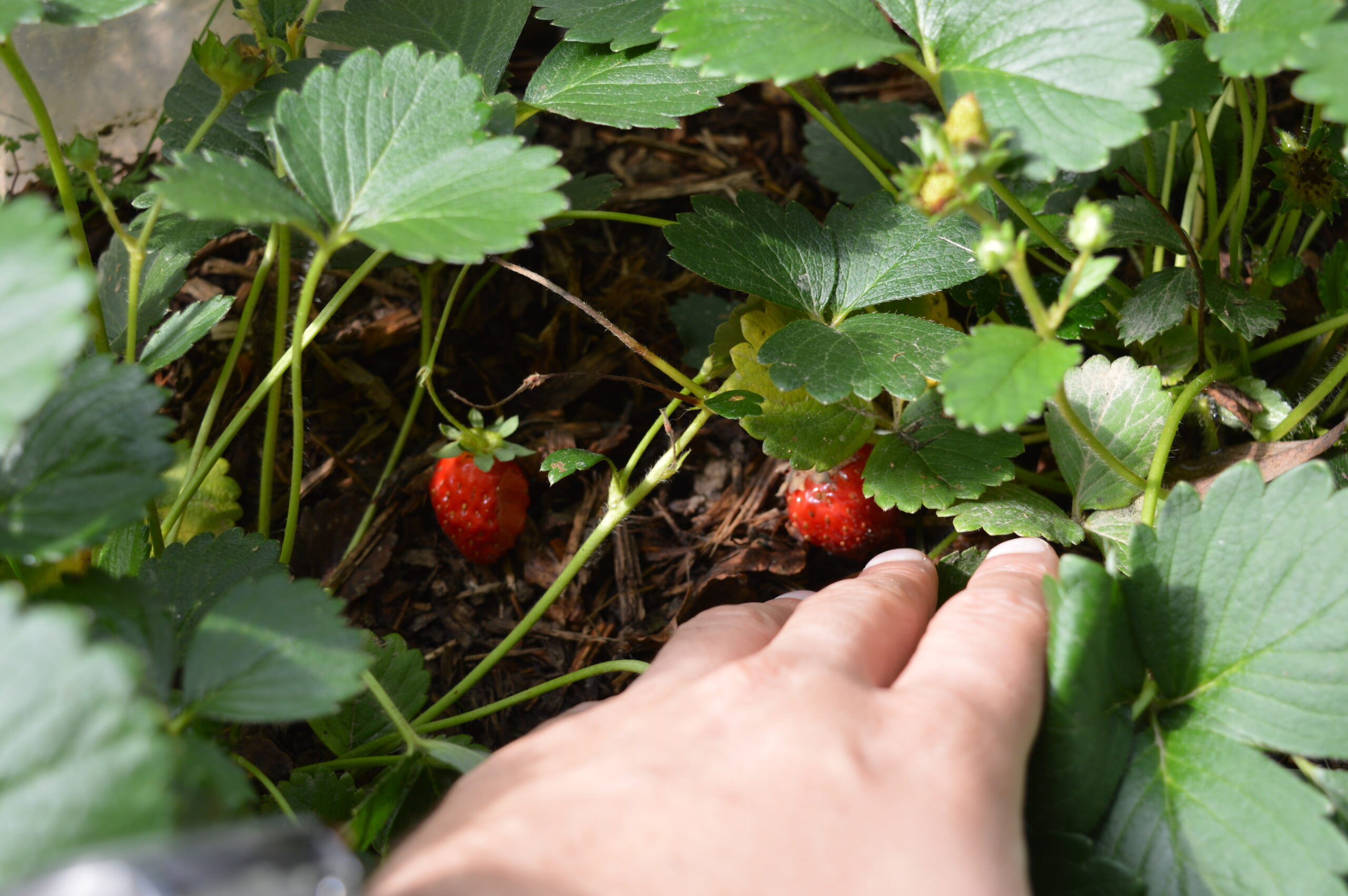 Petites fraises