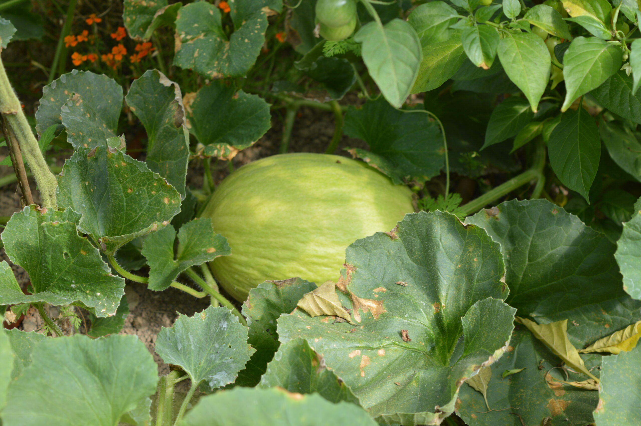 Melon jaune