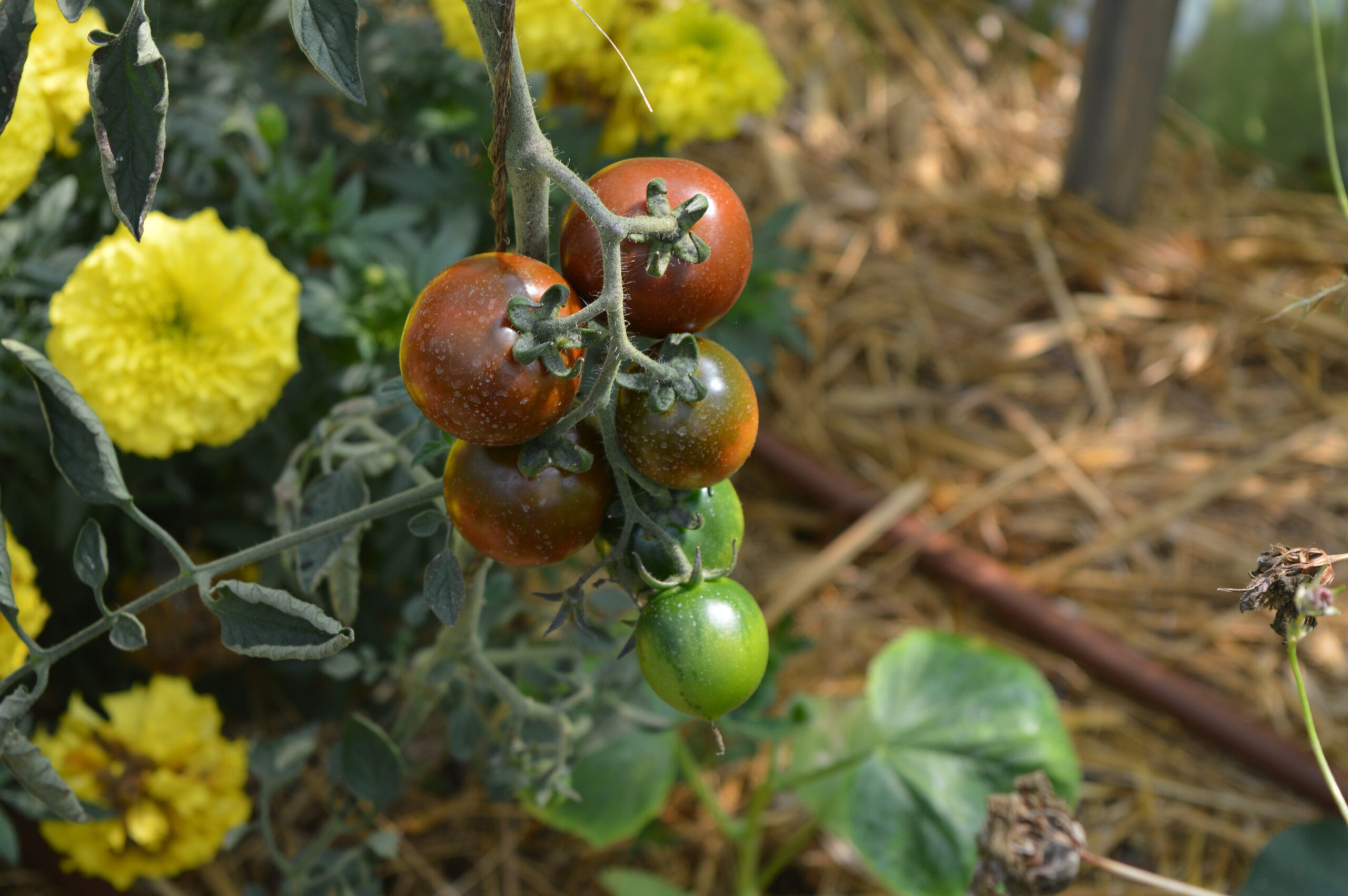 Grappe de tomates