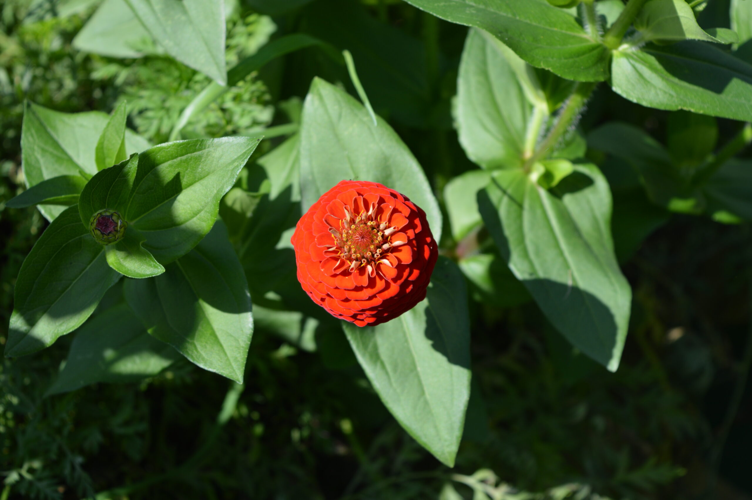 Zinnia rouge